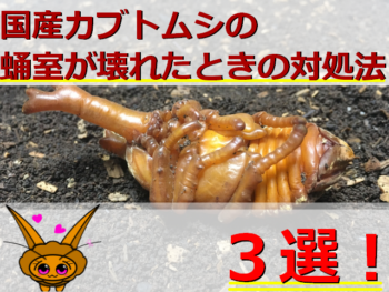 Thumbnail of post image 006